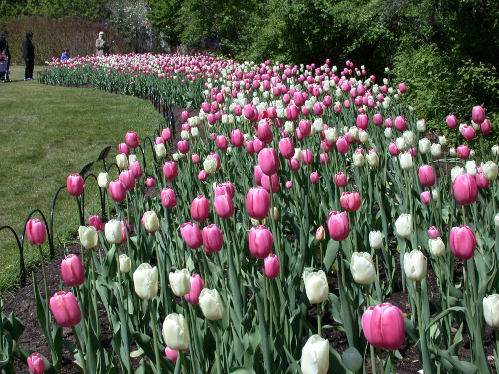 Ottawa Tulip Festival - thousands of tulips