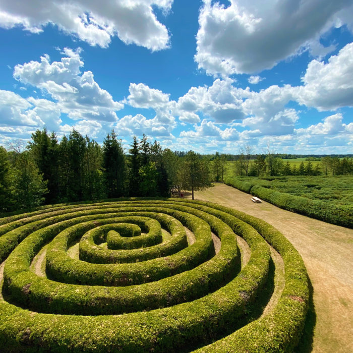 maze at saunders farm